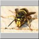 Dolichovespula media - Mittlere Wespe m01a.jpg